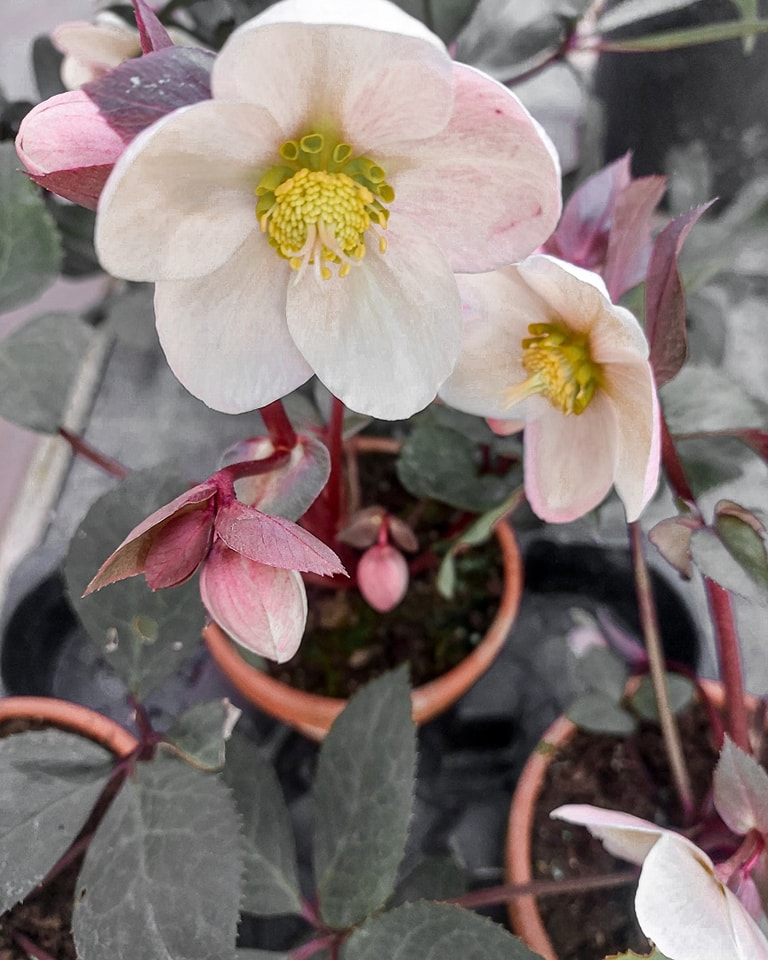 Vrtnar m/ž - Tratnik Jože s.p. vrtnarstvo in cvetličarstvo